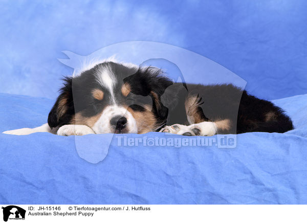 Australian Shepherd Welpe / Australian Shepherd Puppy / JH-15146