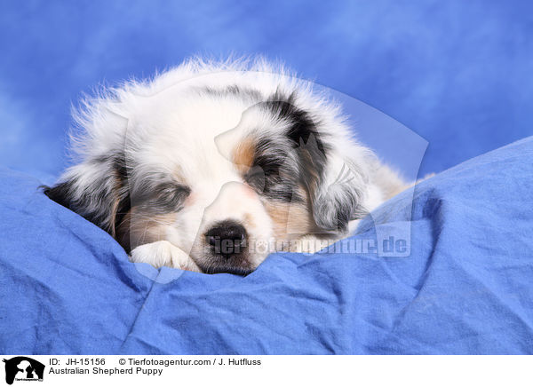 Australian Shepherd Welpe / Australian Shepherd Puppy / JH-15156