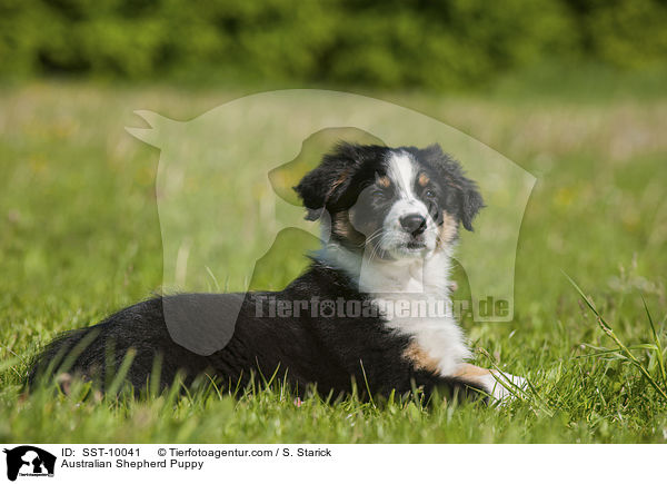 Australian Shepherd Welpe / Australian Shepherd Puppy / SST-10041