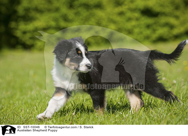Australian Shepherd Welpe / Australian Shepherd Puppy / SST-10046