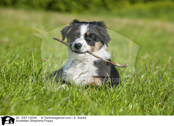 Australian Shepherd Welpe / Australian Shepherd Puppy / SST-10049