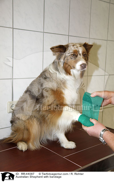 Australian Shepherd with bandage / RR-44087
