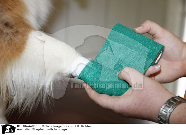 Australian Shepherd bekommt Verdand / Australian Shepherd with bandage / RR-44088