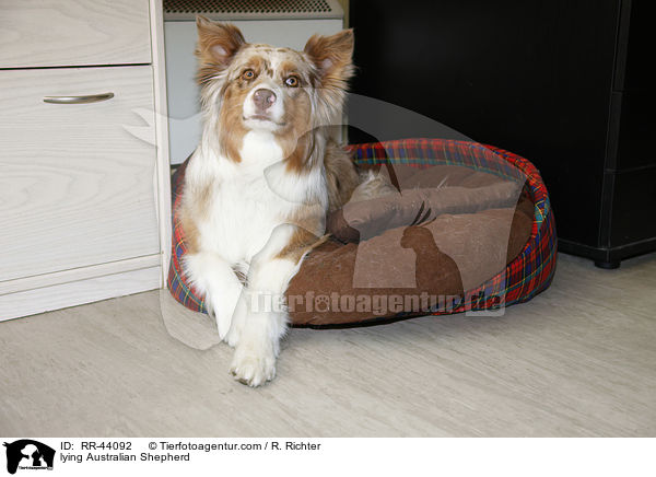 liegender Australian Shepherd / lying Australian Shepherd / RR-44092