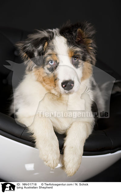 liegender Australian Shepherd / lying Australian Shepherd / NN-01718