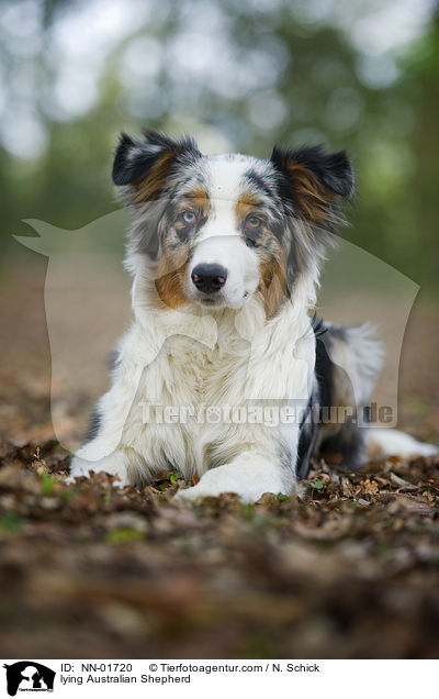 liegender Australian Shepherd / lying Australian Shepherd / NN-01720