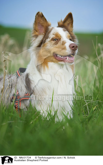 Australian Shepherd Portrait / Australian Shepherd Portrait / NN-01734
