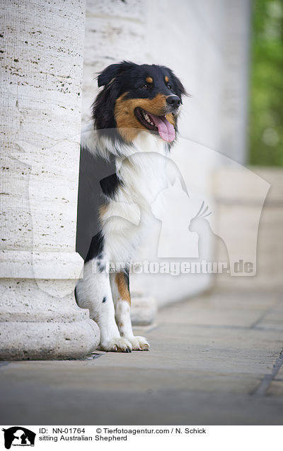 sitzender Australian Shepherd / sitting Australian Shepherd / NN-01764