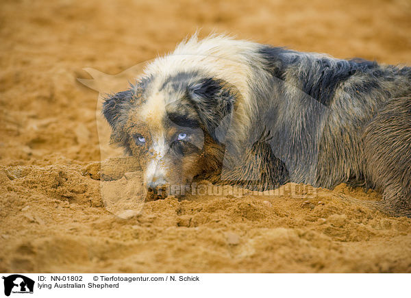 liegender Australian Shepherd / lying Australian Shepherd / NN-01802