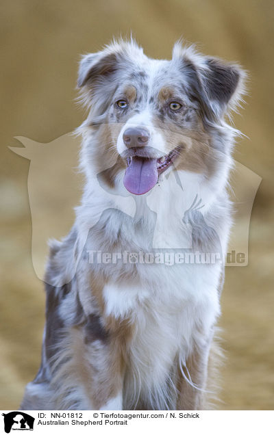 Australian Shepherd Portrait / Australian Shepherd Portrait / NN-01812