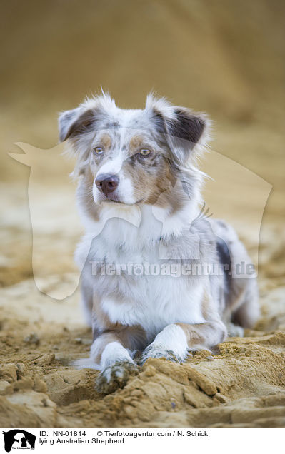 liegender Australian Shepherd / lying Australian Shepherd / NN-01814