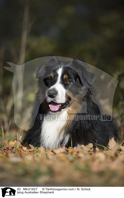 liegender Australian Shepherd / lying Australian Shepherd / NN-01827