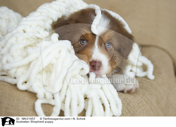 Australian Shepherd Welpe / Australian Shepherd puppy / NN-01857