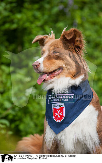 Australian Shepherd Portrait / Australian Shepherd Portrait / SST-10760