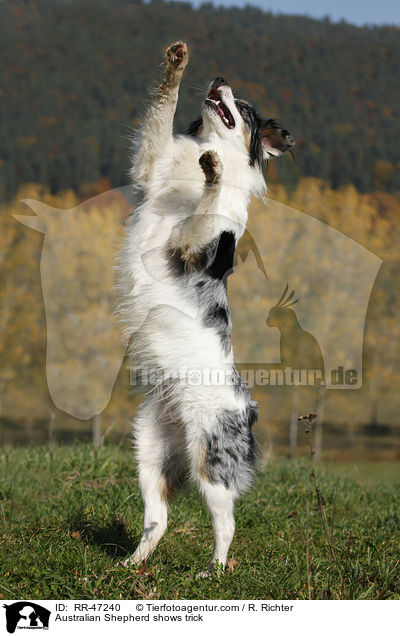 Australian Shepherd macht Mnnchen / Australian Shepherd shows trick / RR-47240