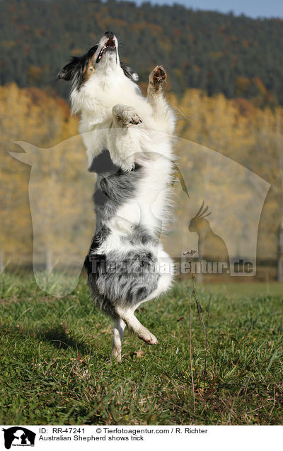 Australian Shepherd macht Mnnchen / Australian Shepherd shows trick / RR-47241