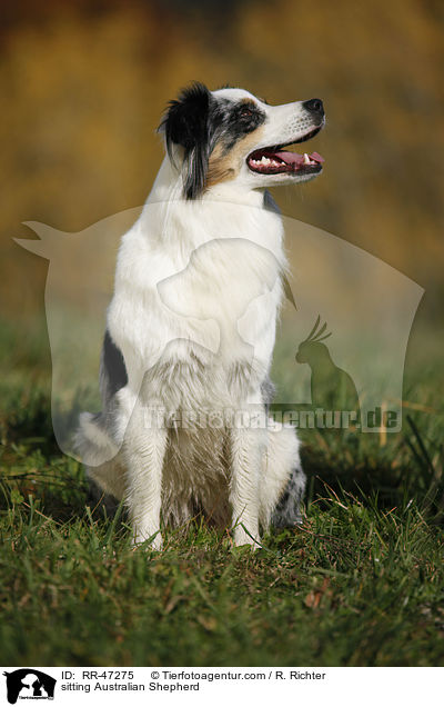 sitzender Australian Shepherd / sitting Australian Shepherd / RR-47275