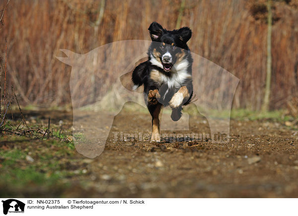 rennender Australian Shepherd / running Australian Shepherd / NN-02375