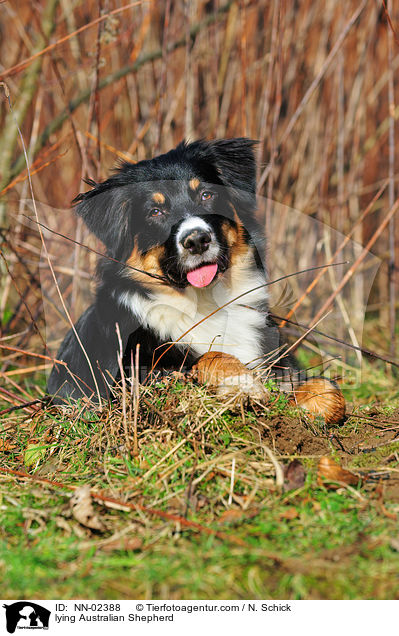 liegender Australian Shepherd / lying Australian Shepherd / NN-02388
