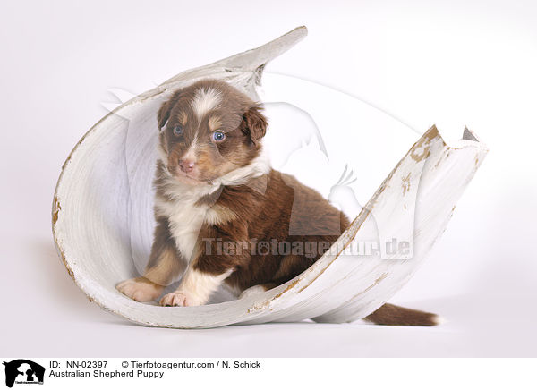 Australian Shepherd Welpe / Australian Shepherd Puppy / NN-02397