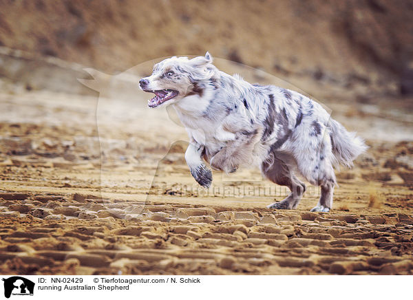 rennender Australian Shepherd / running Australian Shepherd / NN-02429