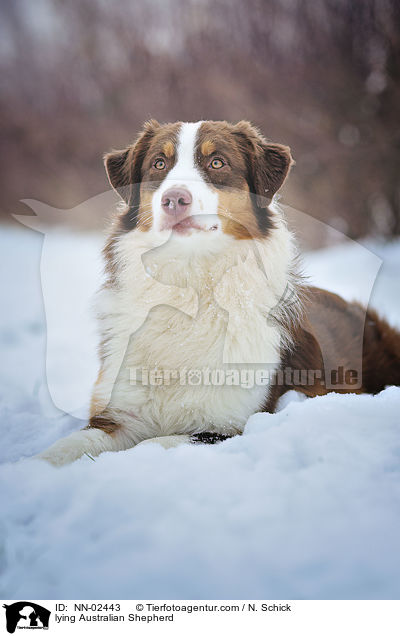 liegender Australian Shepherd / lying Australian Shepherd / NN-02443