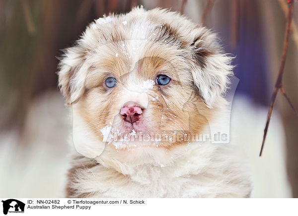 Australian Shepherd Welpe / Australian Shepherd Puppy / NN-02482