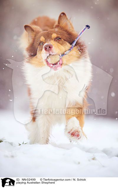 spielender Australian Shepherd / playing Australian Shepherd / NN-02499