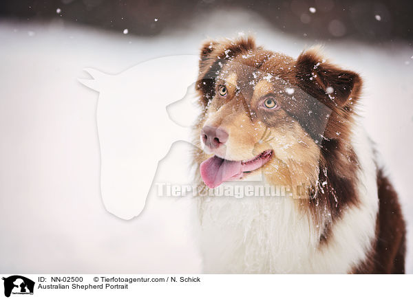 Australian Shepherd Portrait / Australian Shepherd Portrait / NN-02500