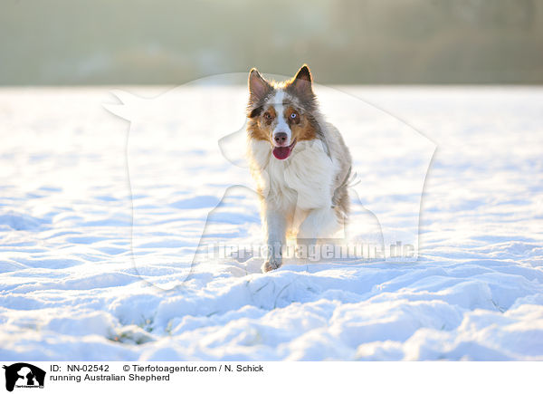 rennender Australian Shepherd / running Australian Shepherd / NN-02542