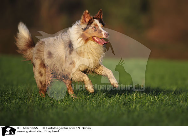 rennender Australian Shepherd / running Australian Shepherd / NN-02555