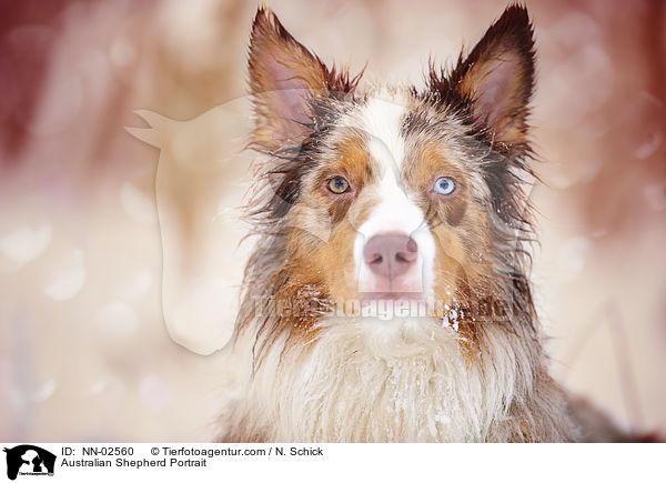 Australian Shepherd Portrait / Australian Shepherd Portrait / NN-02560