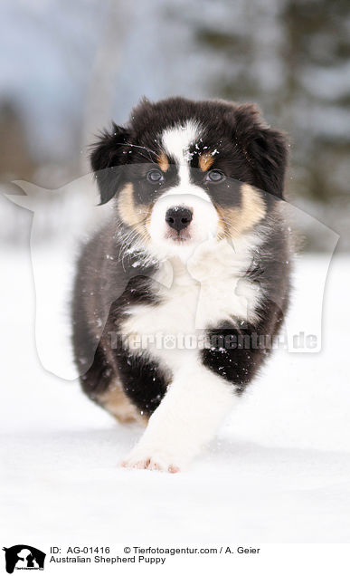 Australian Shepherd Puppy / AG-01416