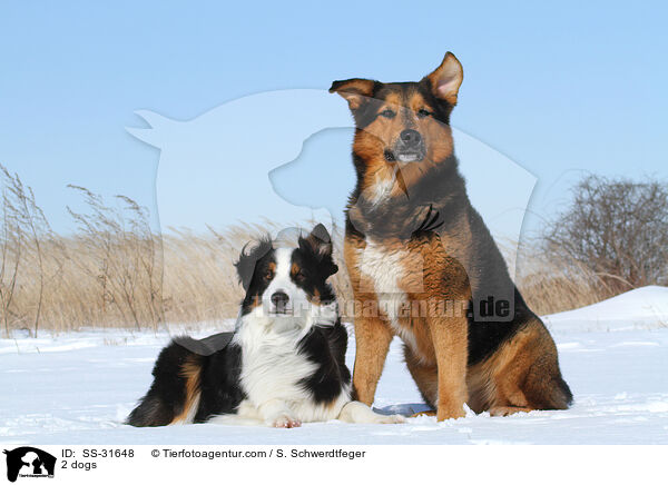 2 dogs / SS-31648
