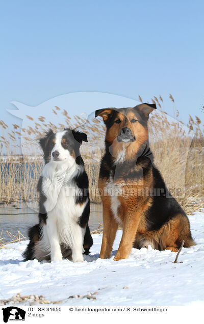 2 Hunde / 2 dogs / SS-31650