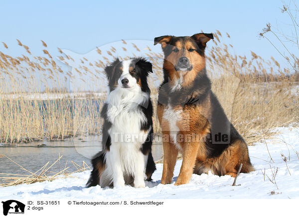 2 Hunde / 2 dogs / SS-31651