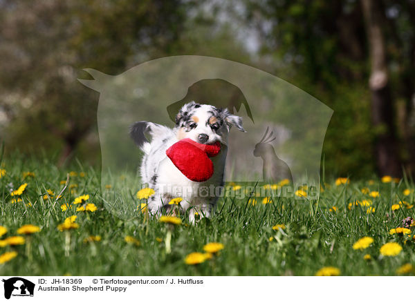 Australian Shepherd Welpe / Australian Shepherd Puppy / JH-18369