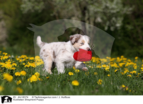 Australian Shepherd Welpe / Australian Shepherd Puppy / JH-18374