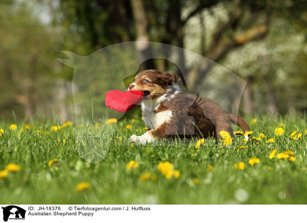 Australian Shepherd Puppy / JH-18376