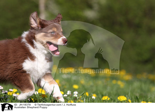 Australian Shepherd Welpe / Australian Shepherd Puppy / JH-18378