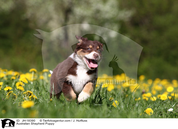 Australian Shepherd Welpe / Australian Shepherd Puppy / JH-18390