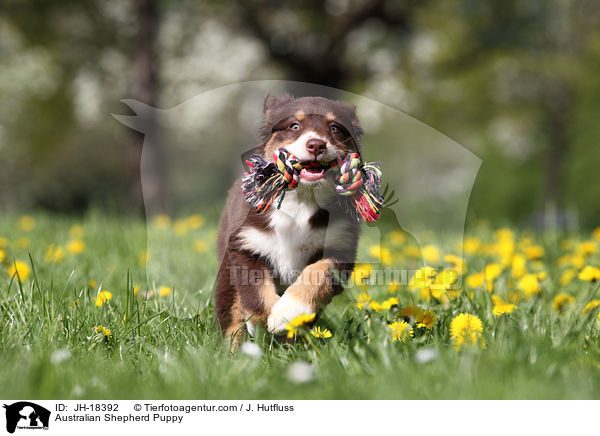 Australian Shepherd Welpe / Australian Shepherd Puppy / JH-18392