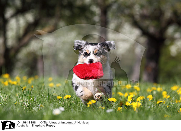 Australian Shepherd Welpe / Australian Shepherd Puppy / JH-18398