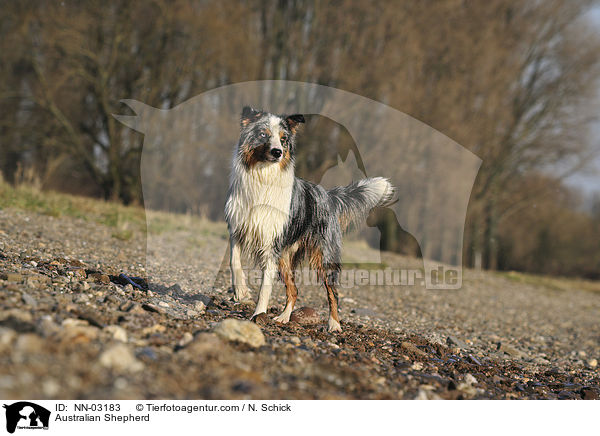 Australian Shepherd / Australian Shepherd / NN-03183