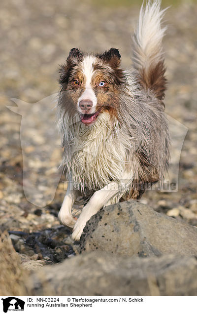 rennender Australian Shepherd / running Australian Shepherd / NN-03224