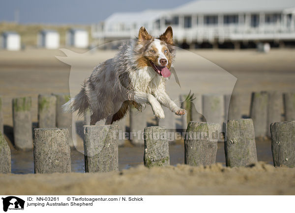 springender Australian Shepherd / jumping Australian Shepherd / NN-03261