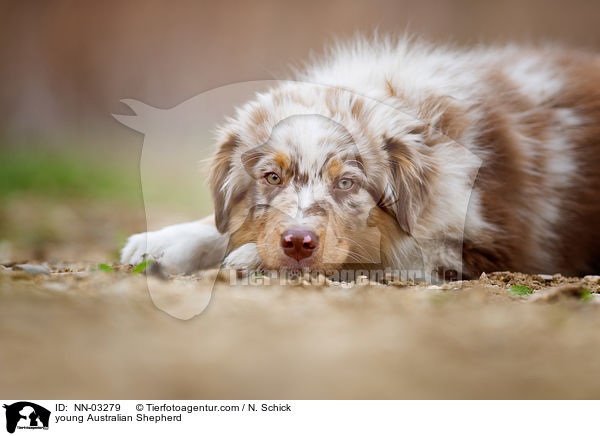 junger Australian Shepherd / young Australian Shepherd / NN-03279