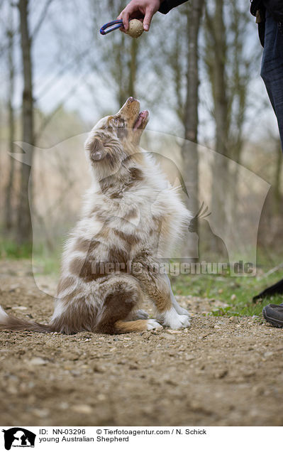 junger Australian Shepherd / young Australian Shepherd / NN-03296