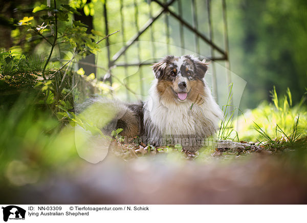 liegender Australian Shepherd / lying Australian Shepherd / NN-03309