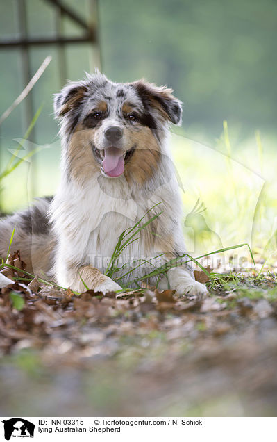 liegender Australian Shepherd / lying Australian Shepherd / NN-03315